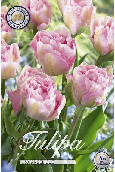 Tulip Angelique 12-pakning